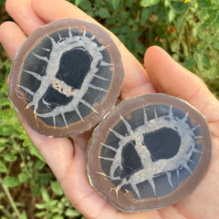 Septarian Halves