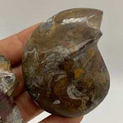 Ammonite Fossil