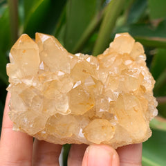 Congo Citrine Cluster #47