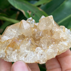 Congo Citrine Cluster #43