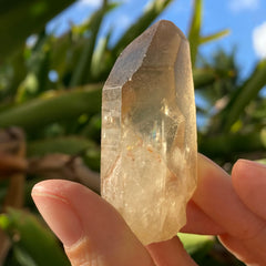 ✨All-Natural Phantom Congo Citrine Point #50